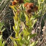 Inula spiraeifolia Leaf