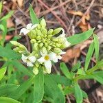 Daphne gnidium 花