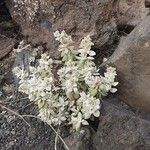 Polycarpaea nivea Flor