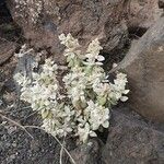 Polycarpaea nivea Flower