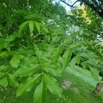 Carya illinoinensis Листок