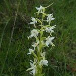 Platanthera bifolia Кара