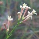 Asperula aristata Ліст