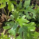 Acanthus spinosus Blatt