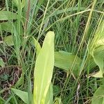 Hedychium coronariumLevél