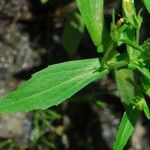 Gratiola neglecta Лист