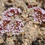 Chorizanthe staticoides ᱛᱟᱦᱮᱸ