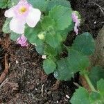 Sutera cordata Mosusu