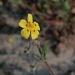 Tuberaria guttataКвітка