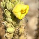 Verbascum macrurum