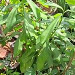 Warburgia ugandensis Lehti