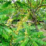 Phyllanthus acidus ഫലം