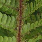 Dryopteris affinis Blatt