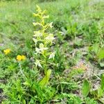 Platanthera chloranthaЦветок