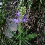 Campanula spicata Feuille