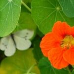 Tropaeolum minus Λουλούδι