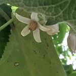 Solanum betaceum Flower