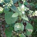 Ageratina aromaticaFolla