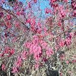 Berberis vulgaris Hedelmä