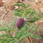 Vachellia drepanolobium Fulla