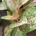 Aglaonema commutatum Liść