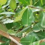 Erythroxylum suberosum Folla
