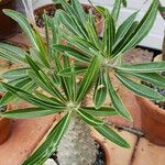 Pachypodium rosulatum Hábito