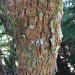 Monimia rotundifolia 樹皮