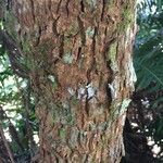 Monimia rotundifolia Bark