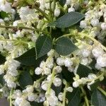 Gaultheria shallon Flower