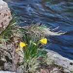 Narcissus bulbocodium Floro