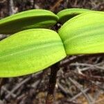 Cryptostegia madagascariensis Fruit