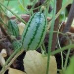 Melothria scabra Fruit