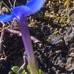 Gentiana brachyphylla ফুল