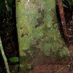 Cinnamomum chavarrianum Corteza
