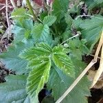 Rubus occidentalis Φύλλο