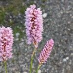 Persicaria bistortaЦвят