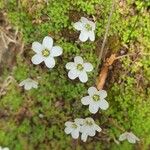 Arenaria balearica फूल