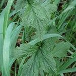 Geum macrophyllum Likasa
