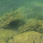 Vallisneria spiralis Libunga