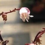 Heuchera rubescens Квітка