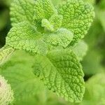 Mentha × rotundifolia Feuille