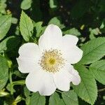 Rosa corymbifera Flower