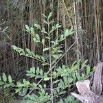 Laureliopsis philippiana Buveinė