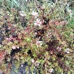 Symphyotrichum ericoidesFlower