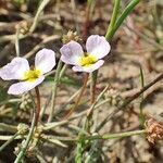 Baldellia ranunculoides Habitat