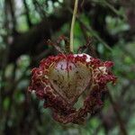 Monodora myristica Flower