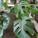 Monstera adansonii 葉