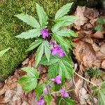 Cardamine pentaphyllosЦвят