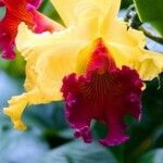 Cattleya wittigiana 花